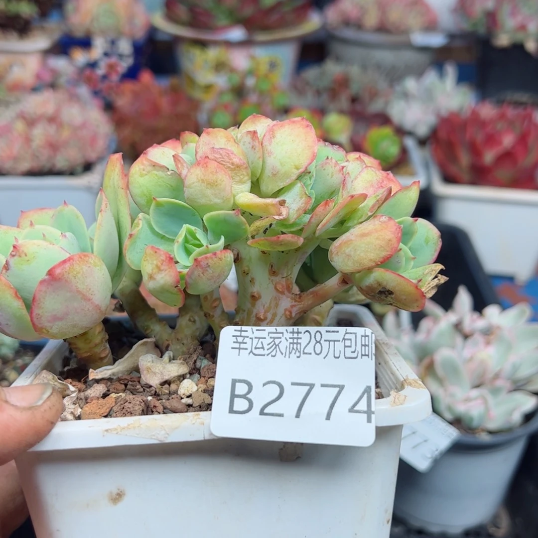 幸运的是我的朋友