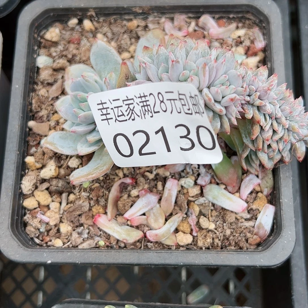善**终幸运的是我的朋友是
