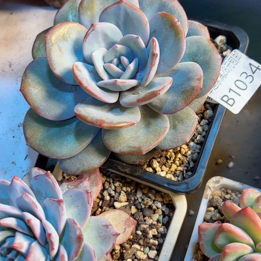 幸运的是我的朋友们