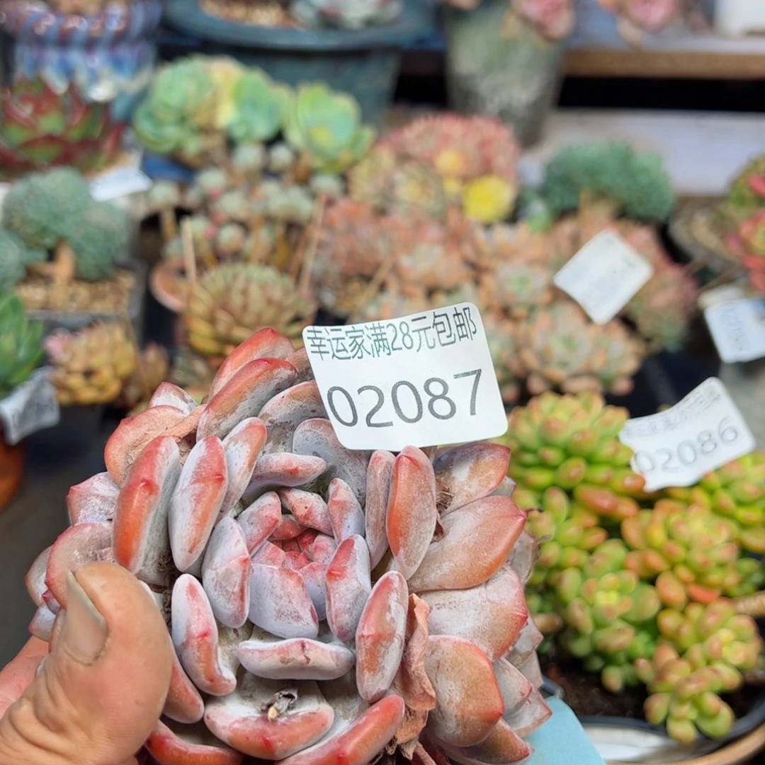 幸运的是我的朋友