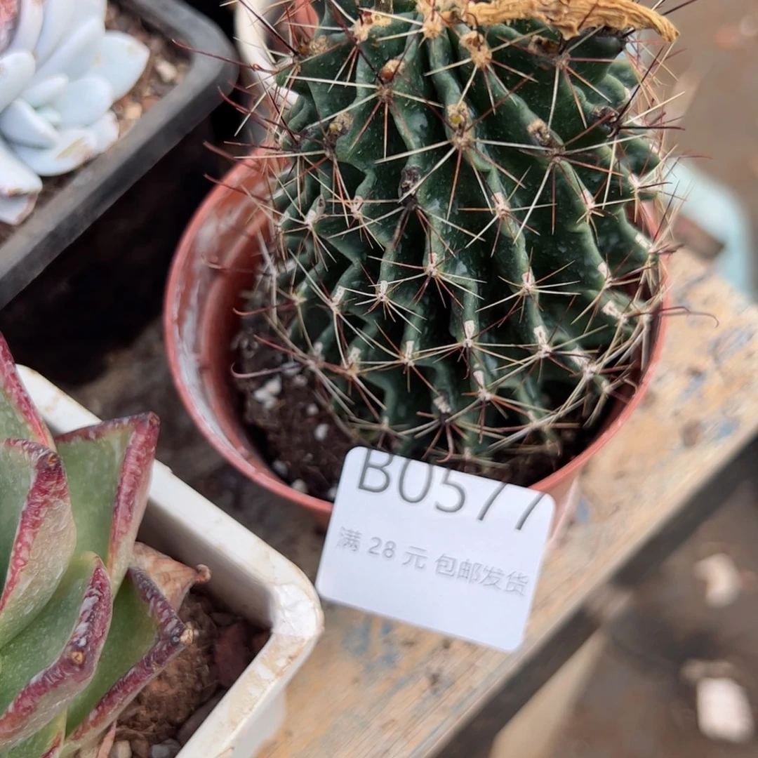 幸运的是我的朋友们一起