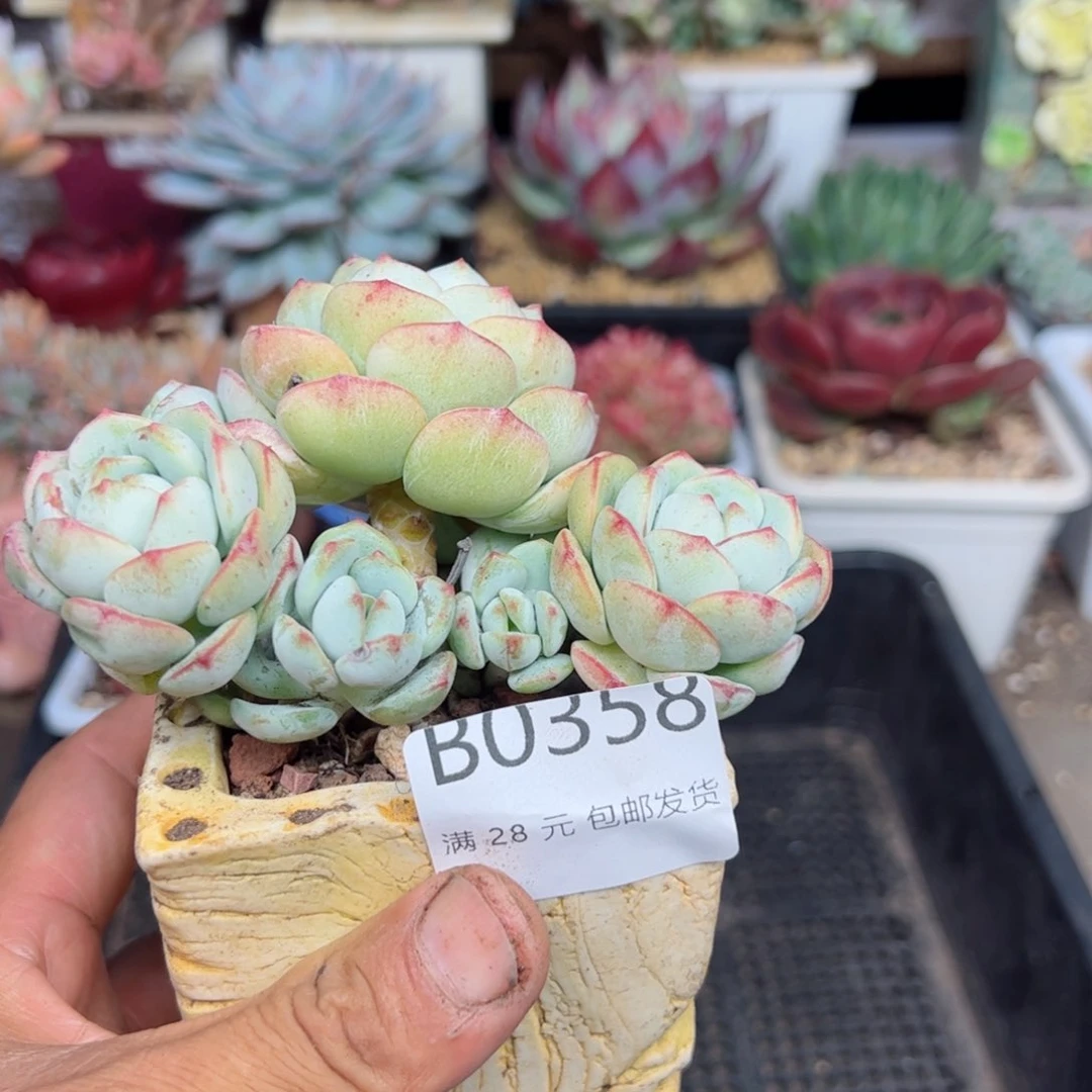 幸运的是我的朋友