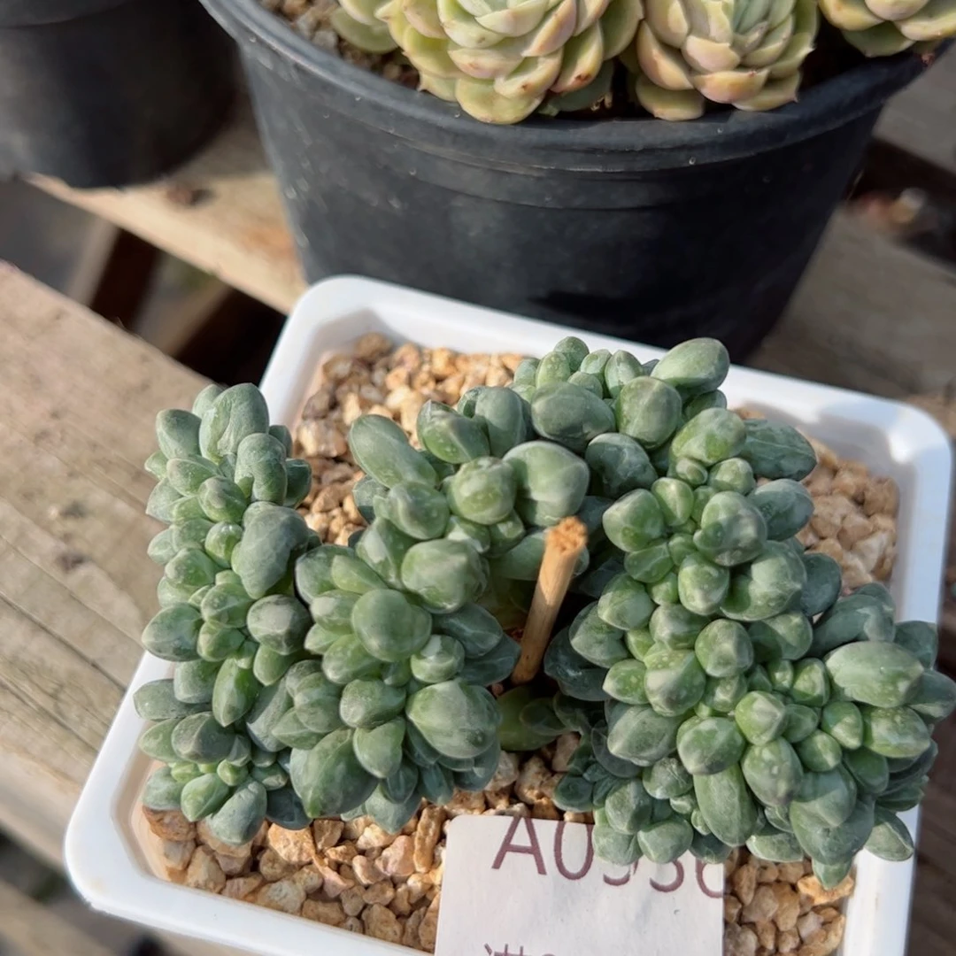 幸运的是我的朋友