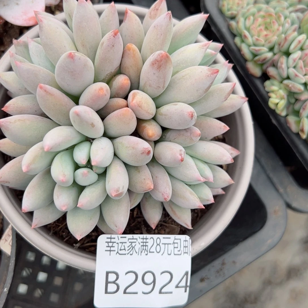 幸运的是我的朋友