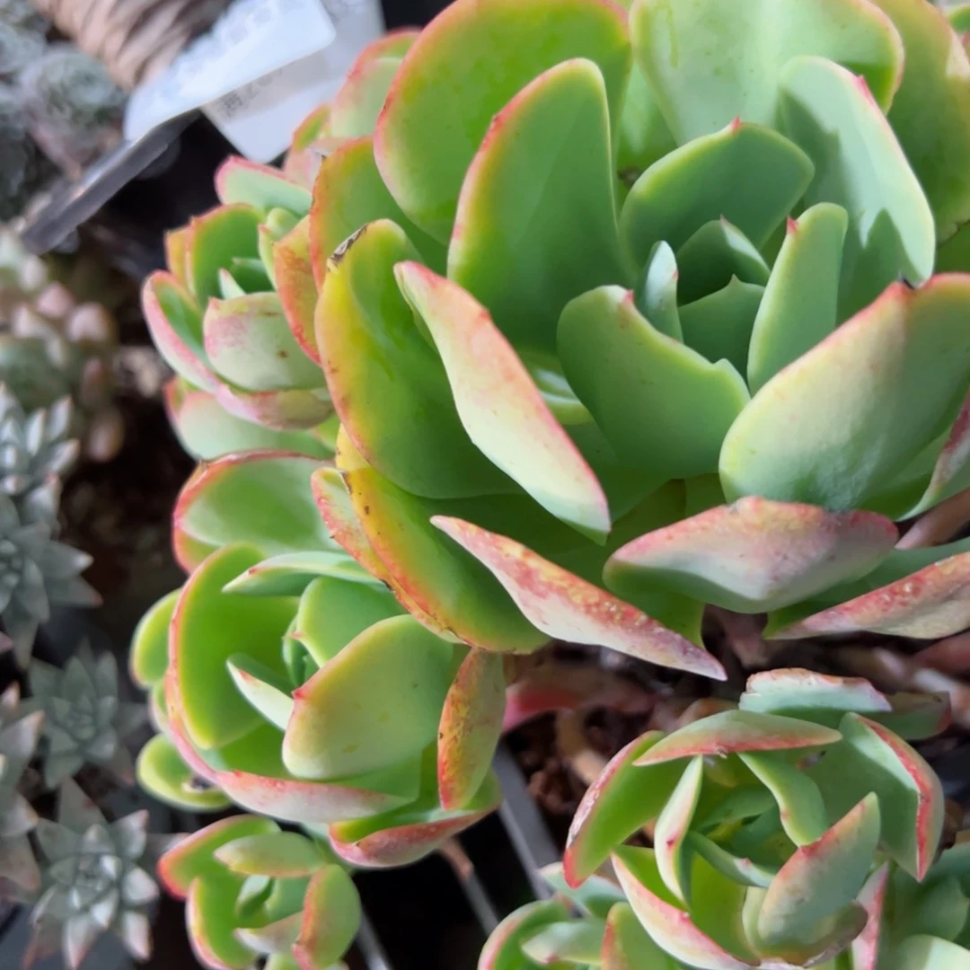 幸运的是我的朋友