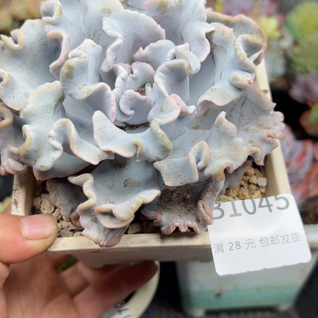 幸运的是我的朋友