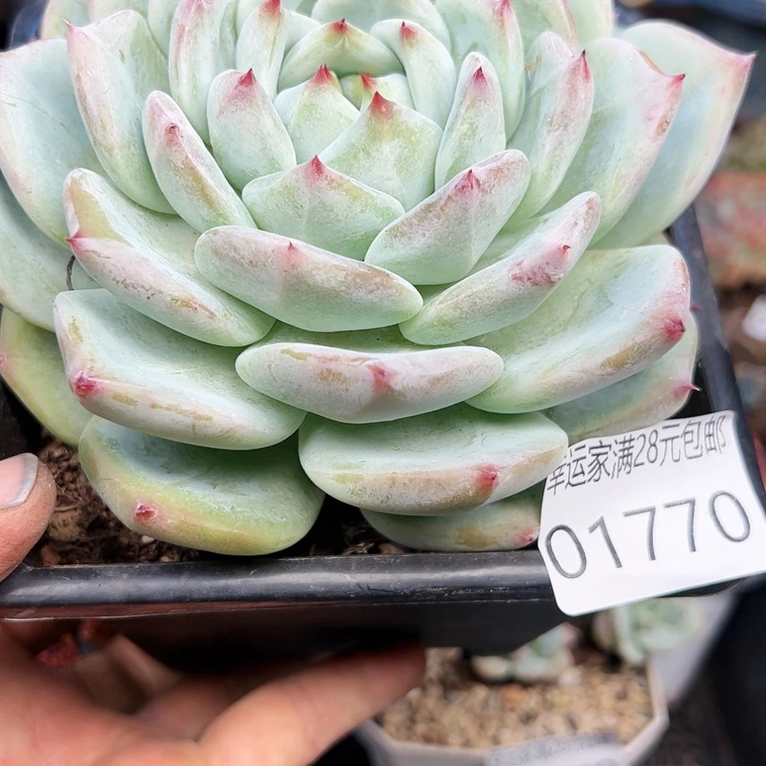 幸运的是我的朋友们