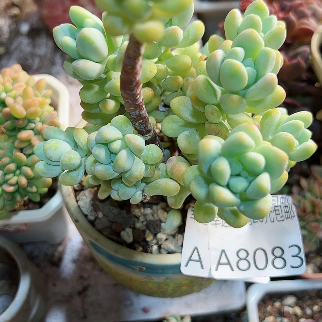 幸运的是我的朋友们