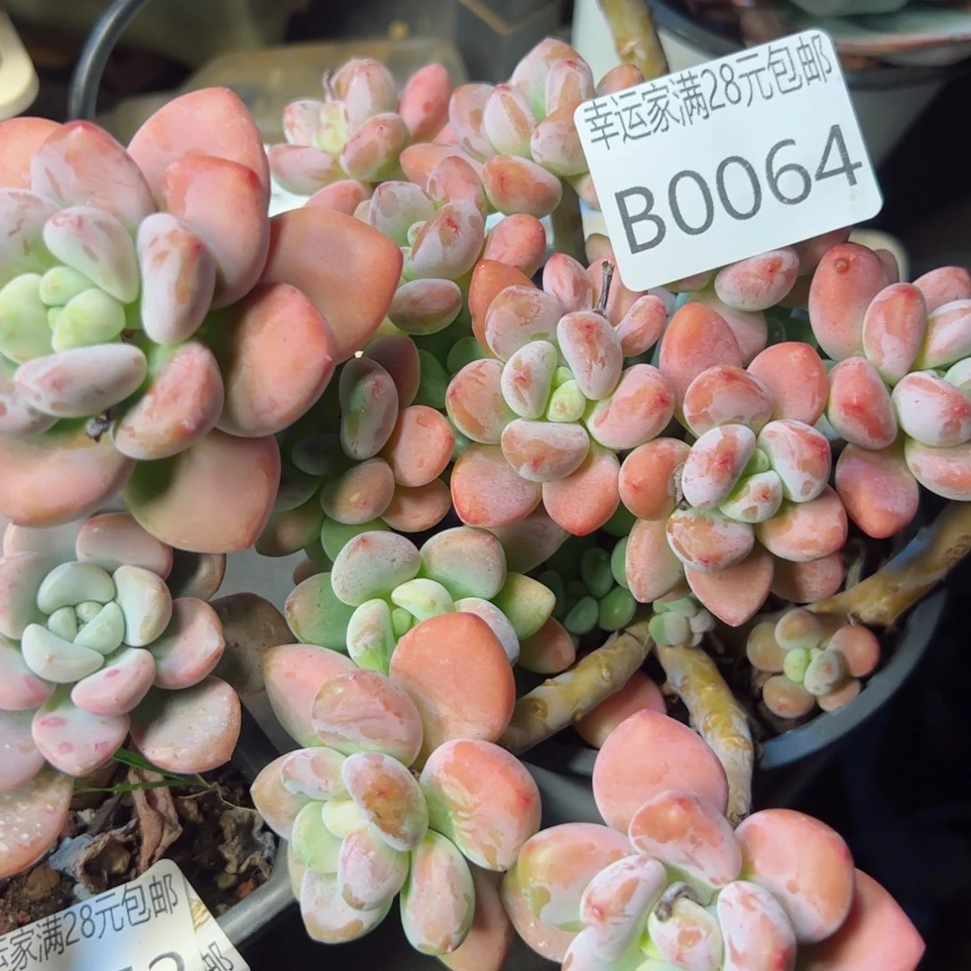 幸运的是我的朋友们