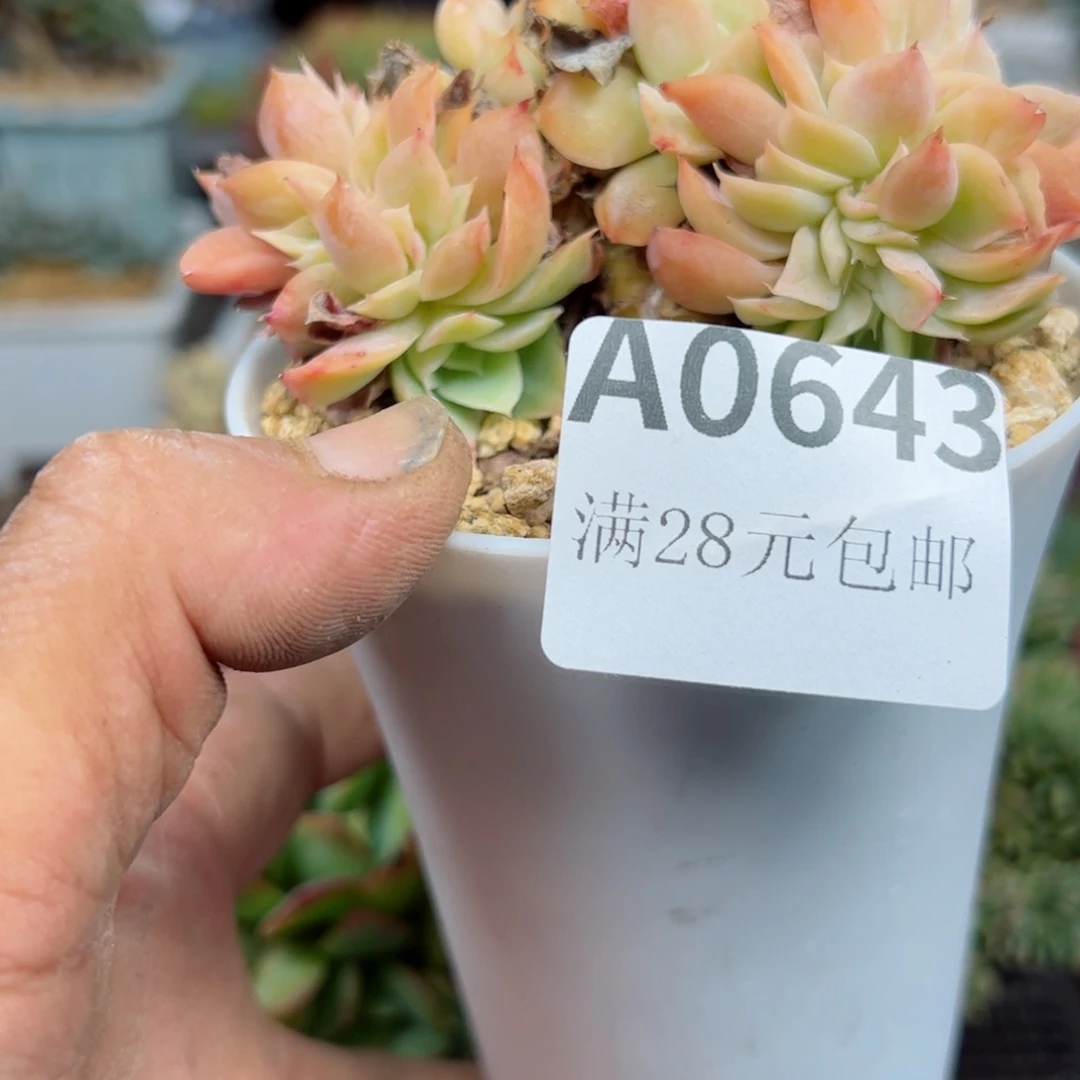 幸运的是我的朋友