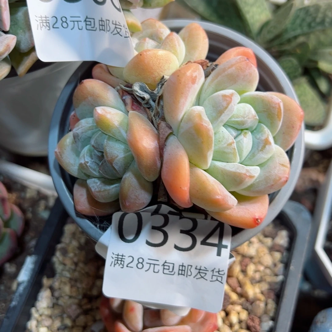 幸运的是我的朋友们