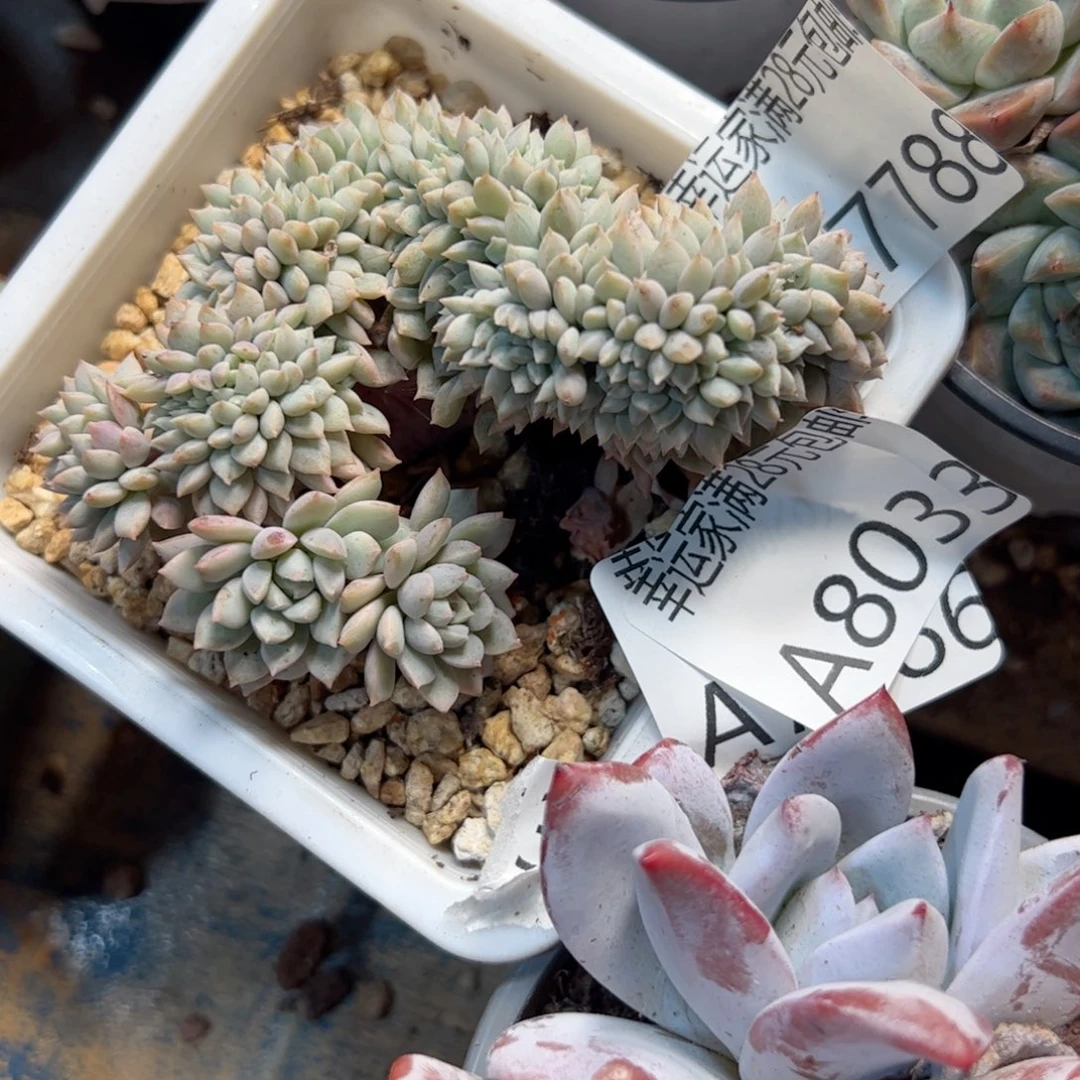 幸运的是我在这里看