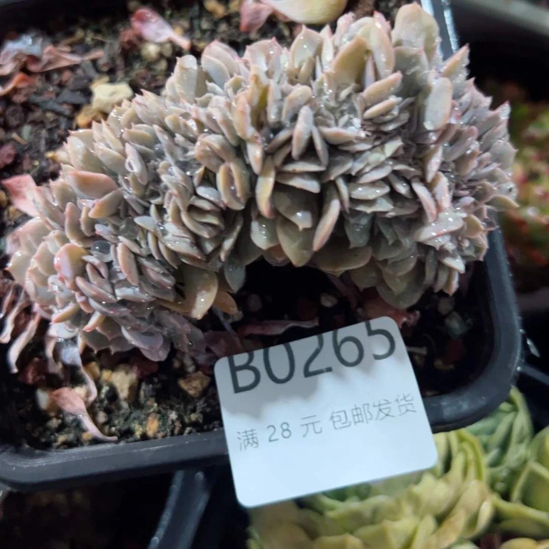 幸运颜色白色的小