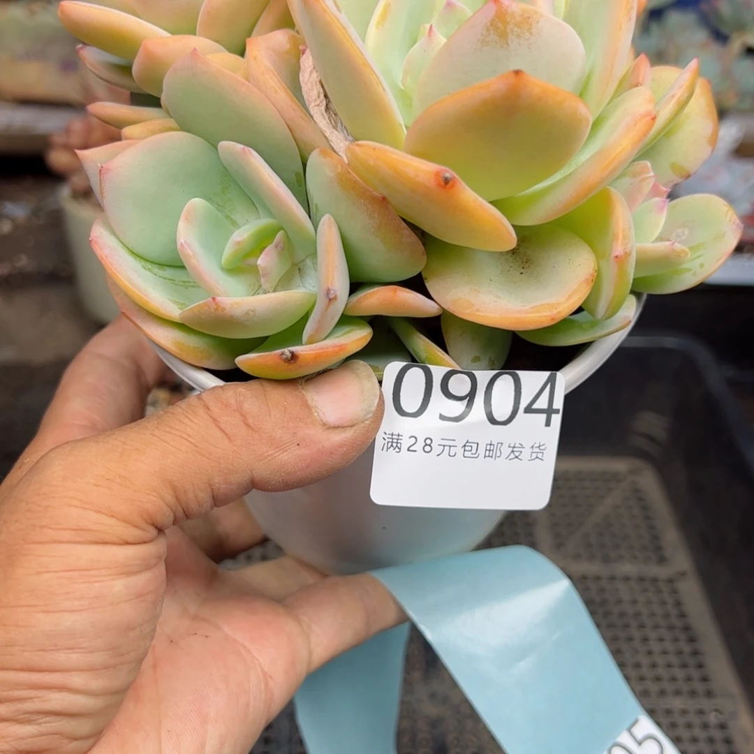 幸运的是我的朋友