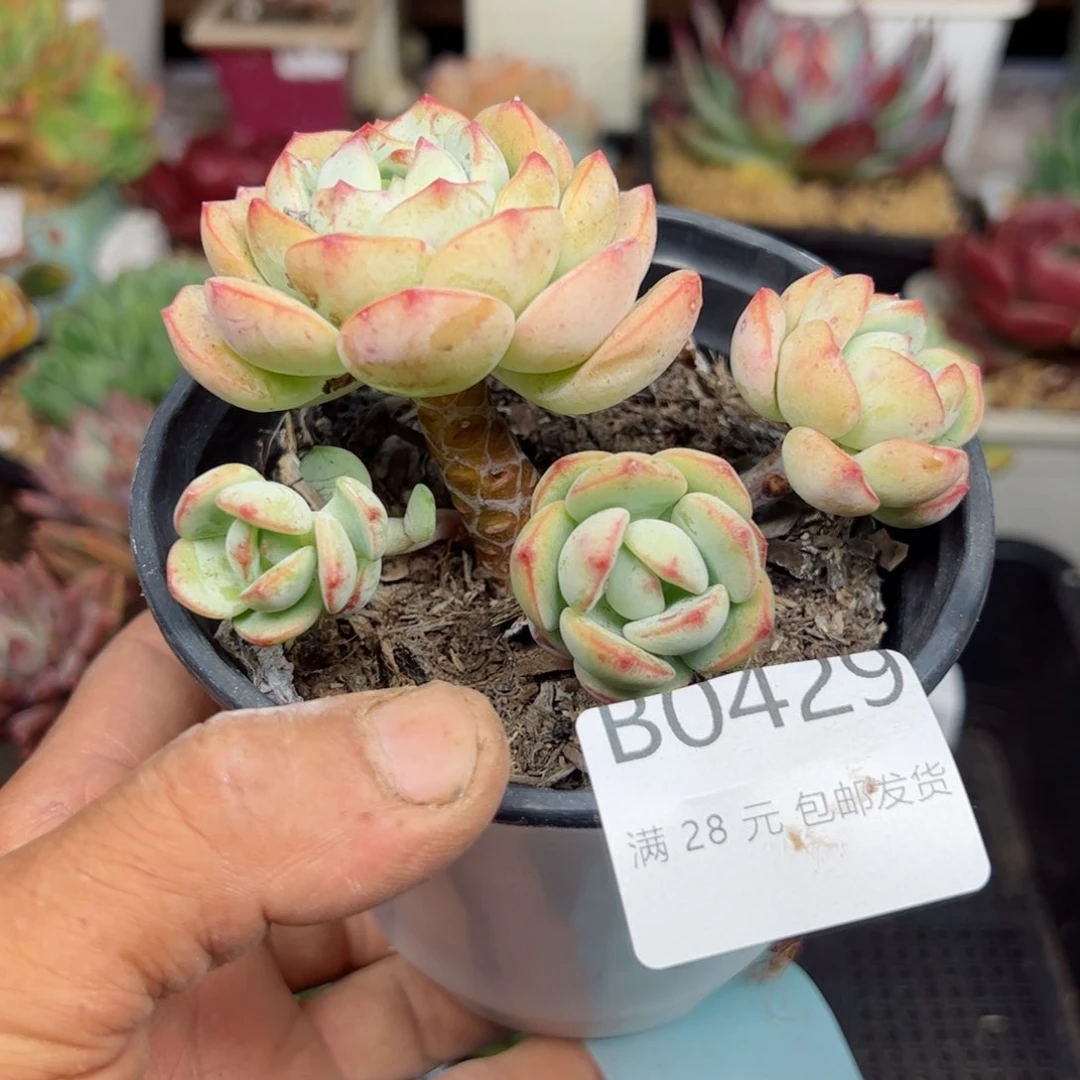 幸运的是我的朋友