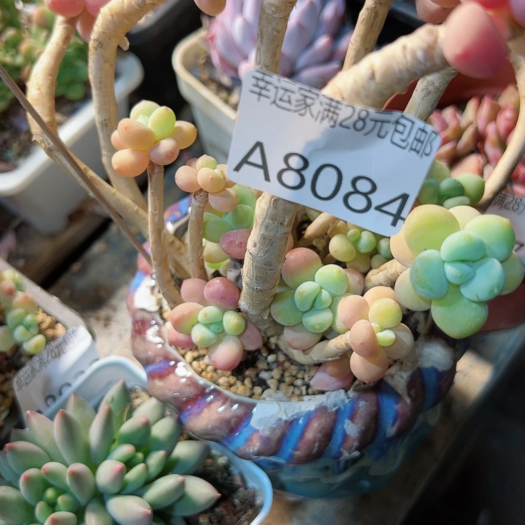 幸运的是我的朋友是