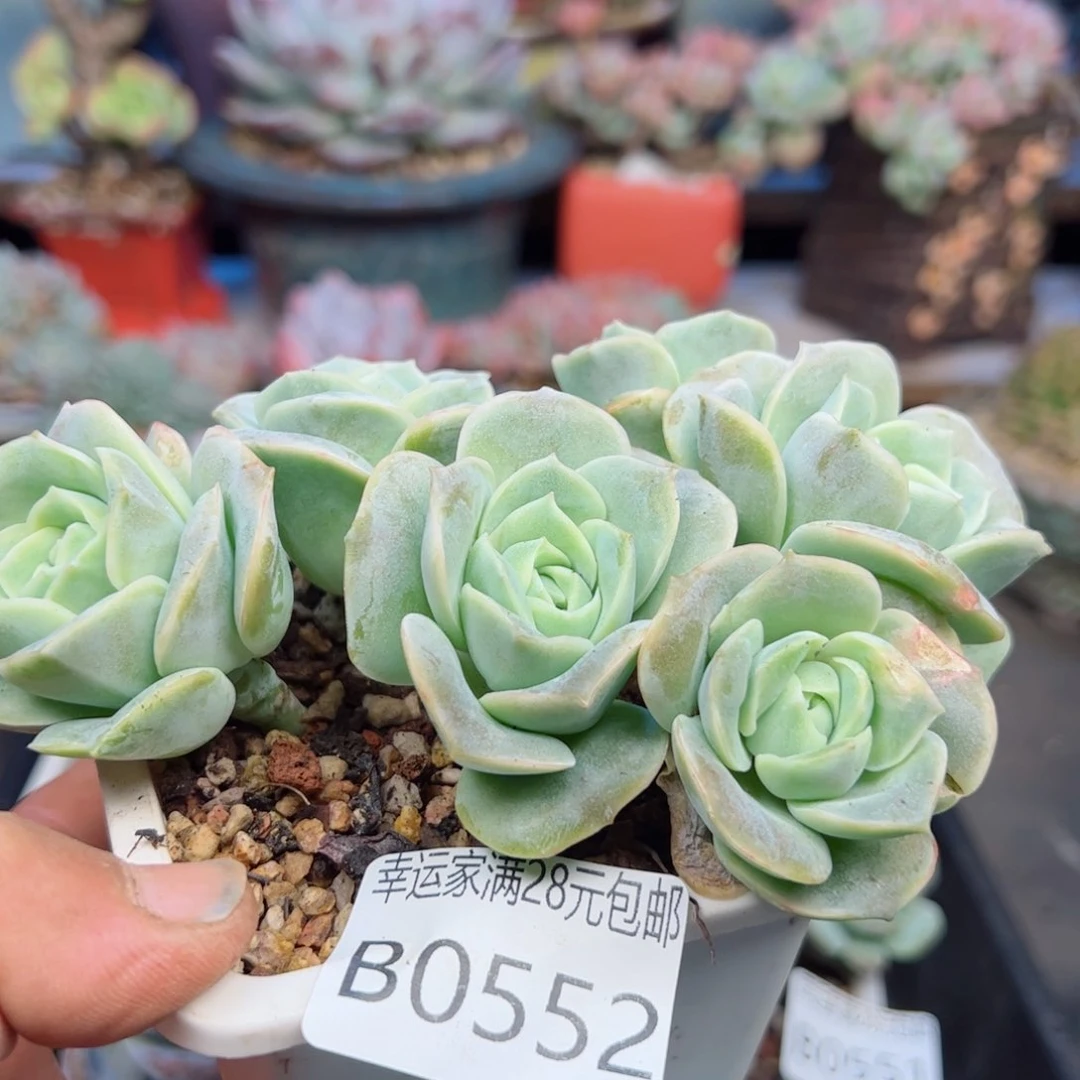 幸运的是我的朋友们