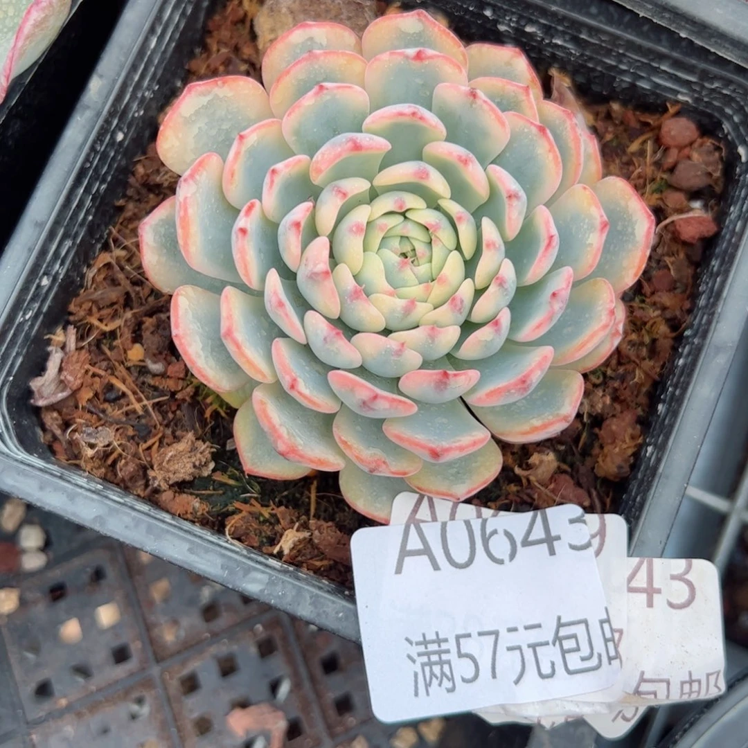 幸运的是我的朋友们