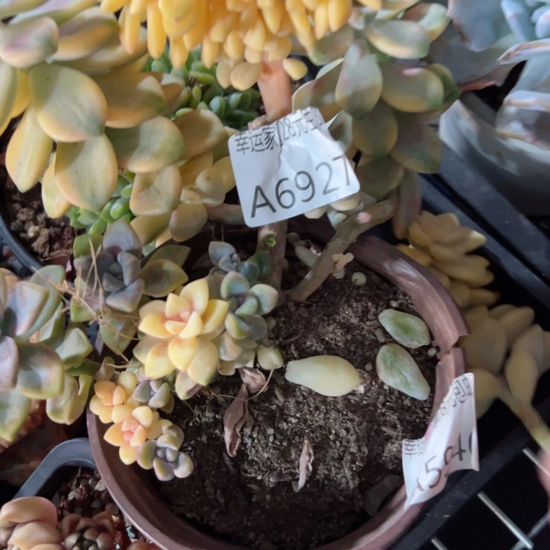 幸运的是我的朋友