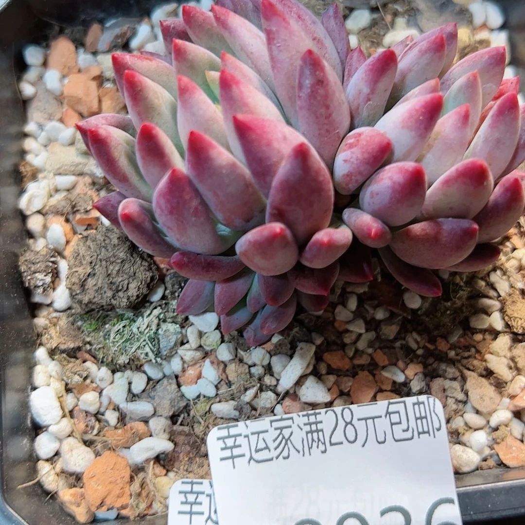 幸运的是我的朋友