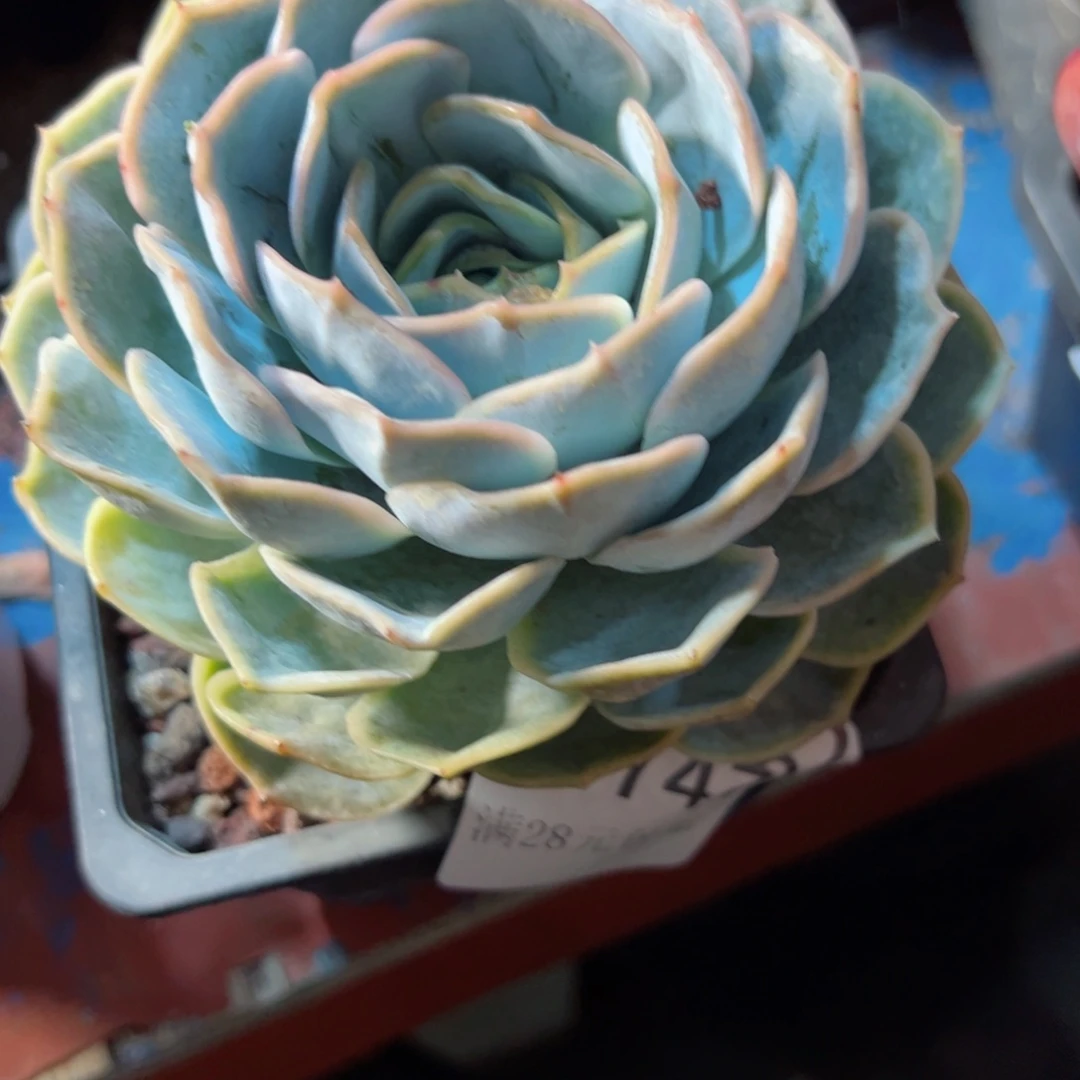 幸运的是我的朋友们