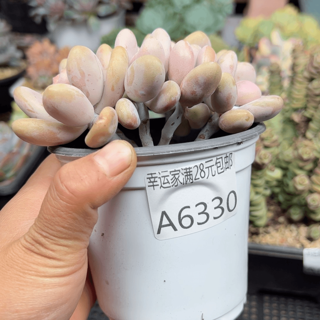 幸运的是我的朋友