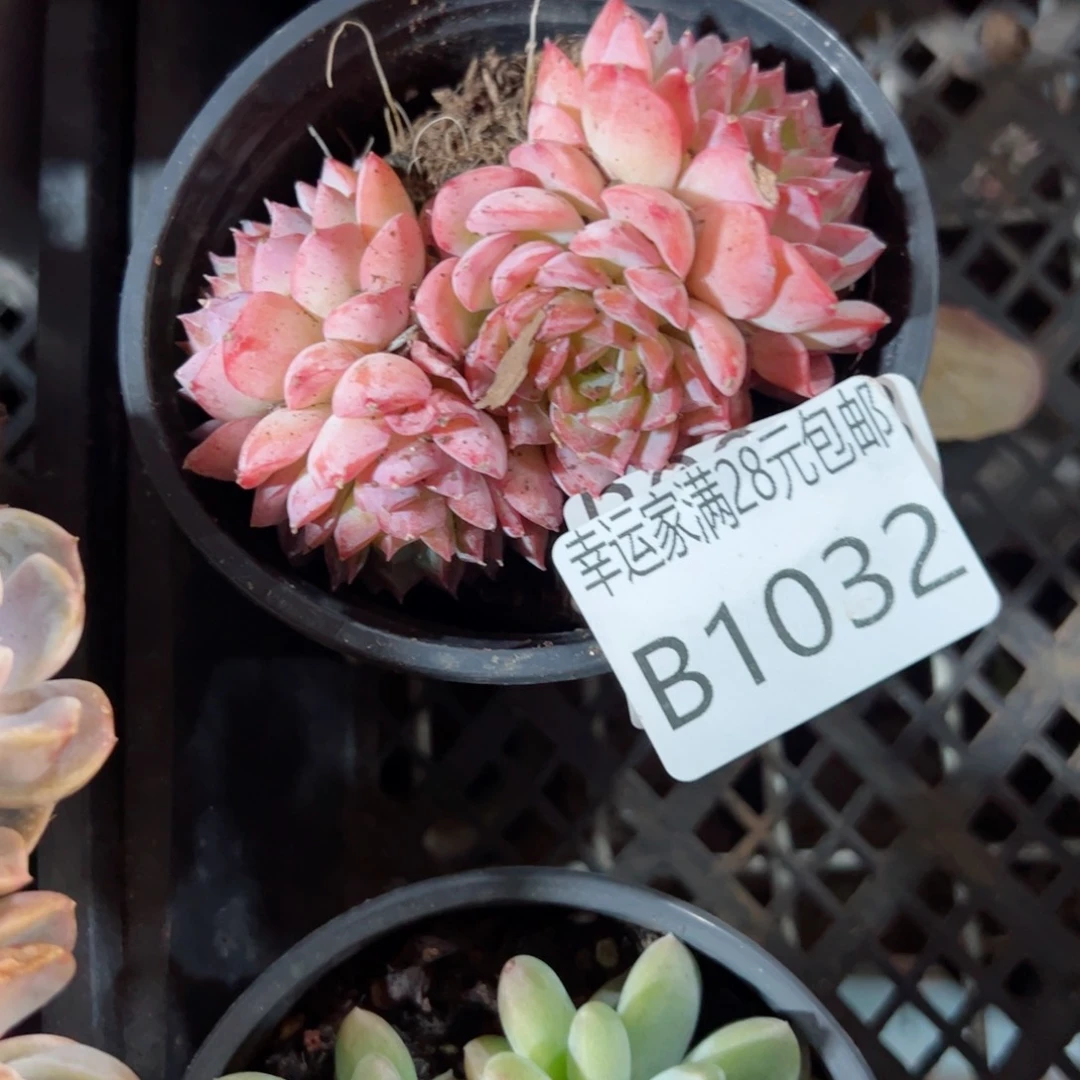 幸运颜色白色黑色高跟鞋墨