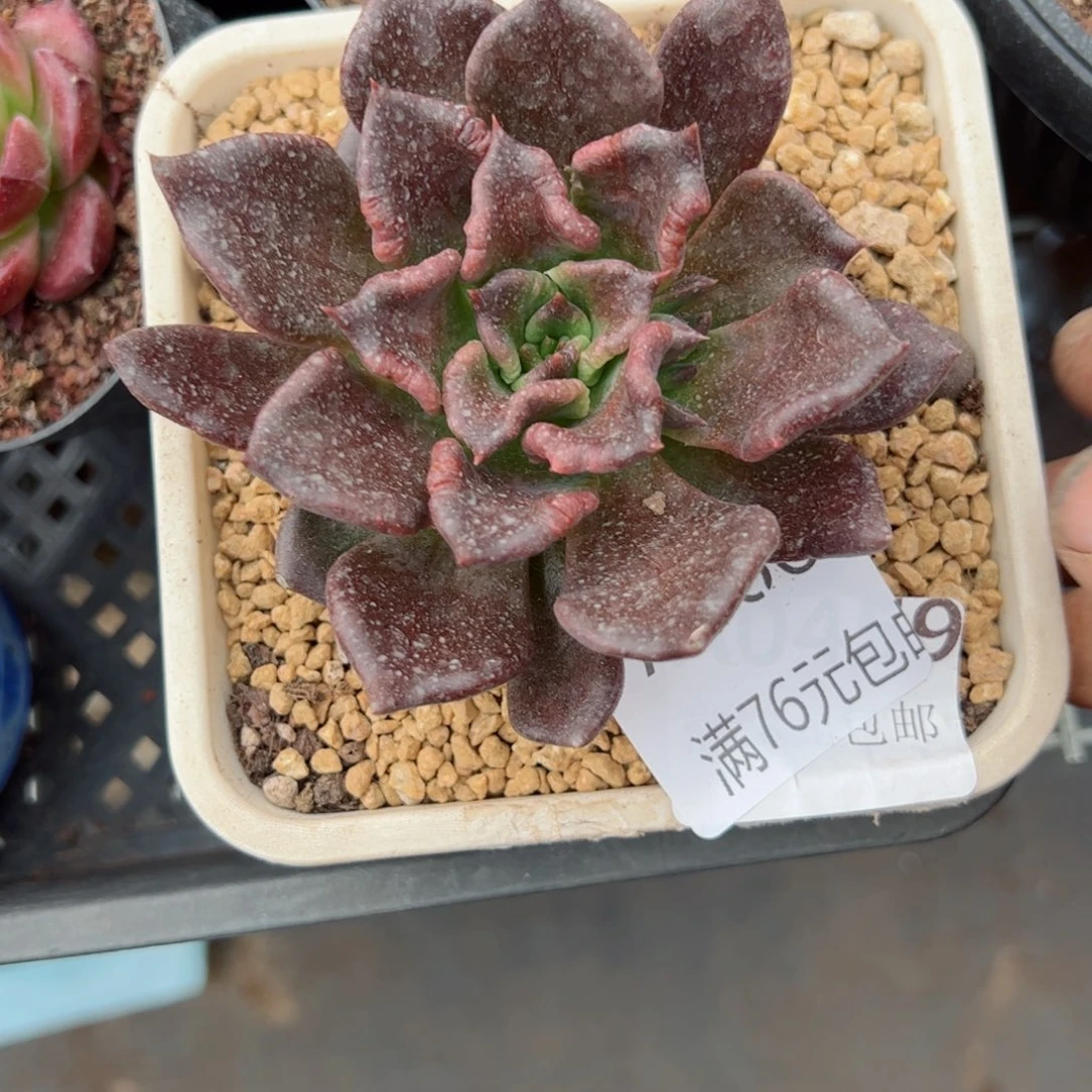 幸运的是我的朋友是