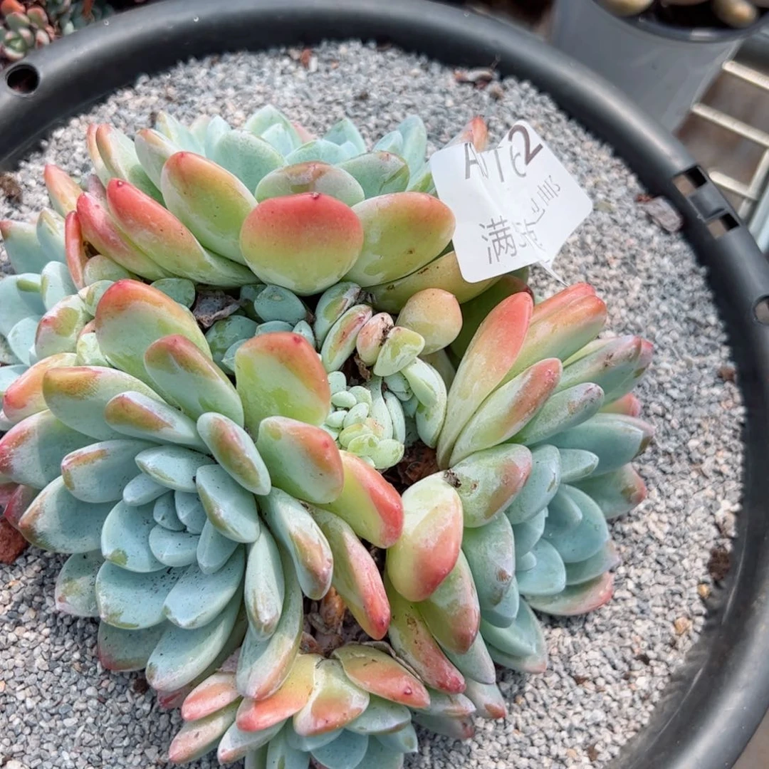 幸运颜色白色的小