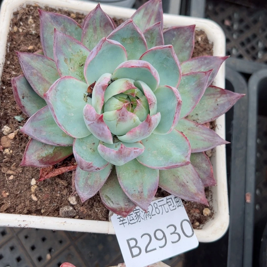 幸运颜色白色的小