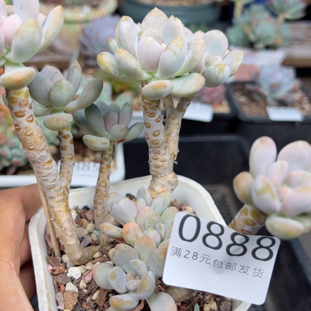 幸运的是我的朋友们