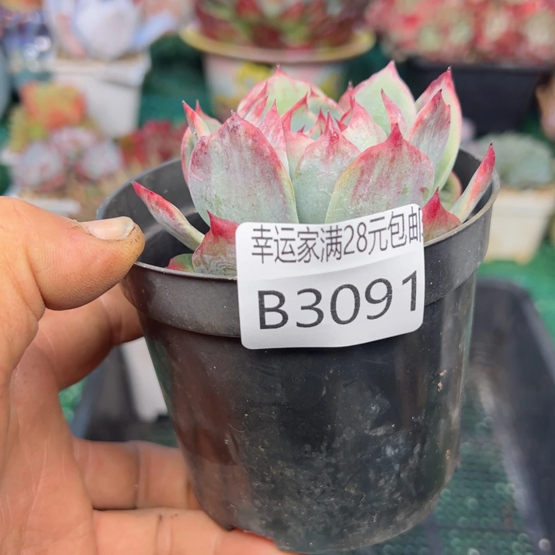 幸运的是我的朋友们都