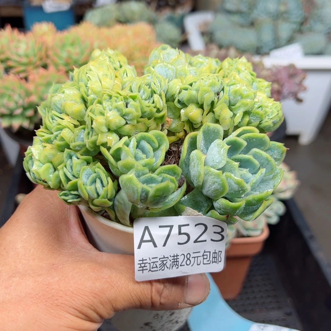 幸运的是我的朋友