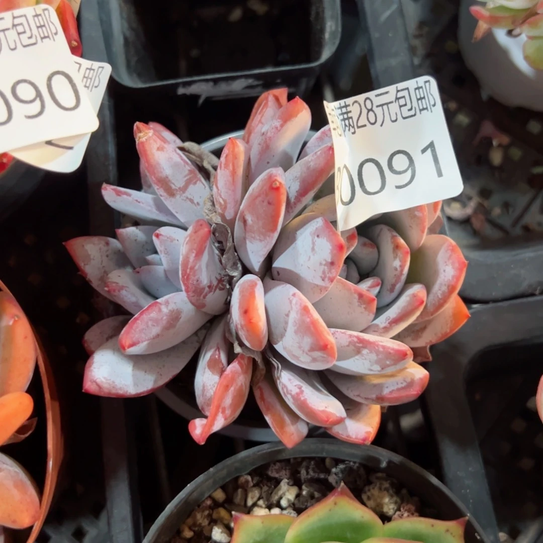 幸运的是我的朋友是