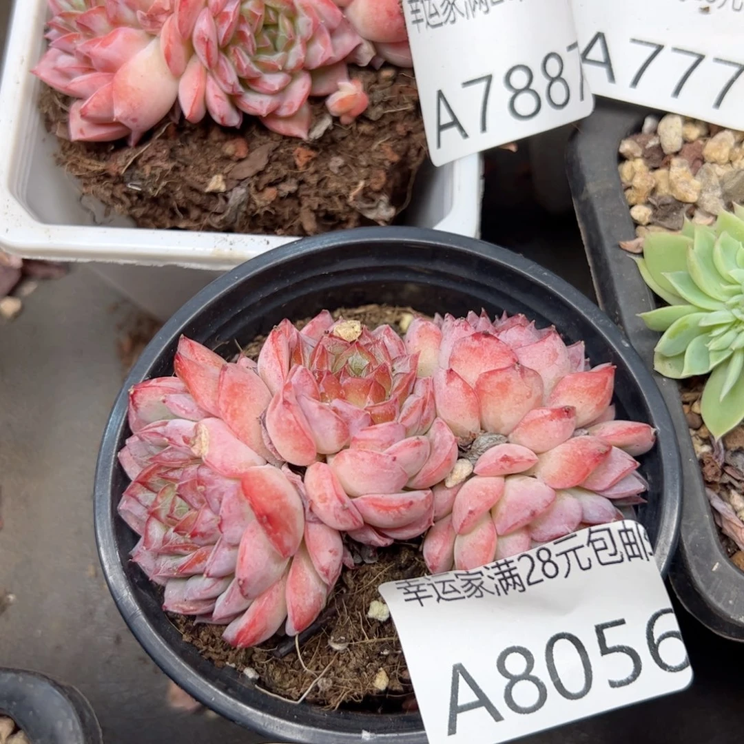 幸运的是我的朋友们