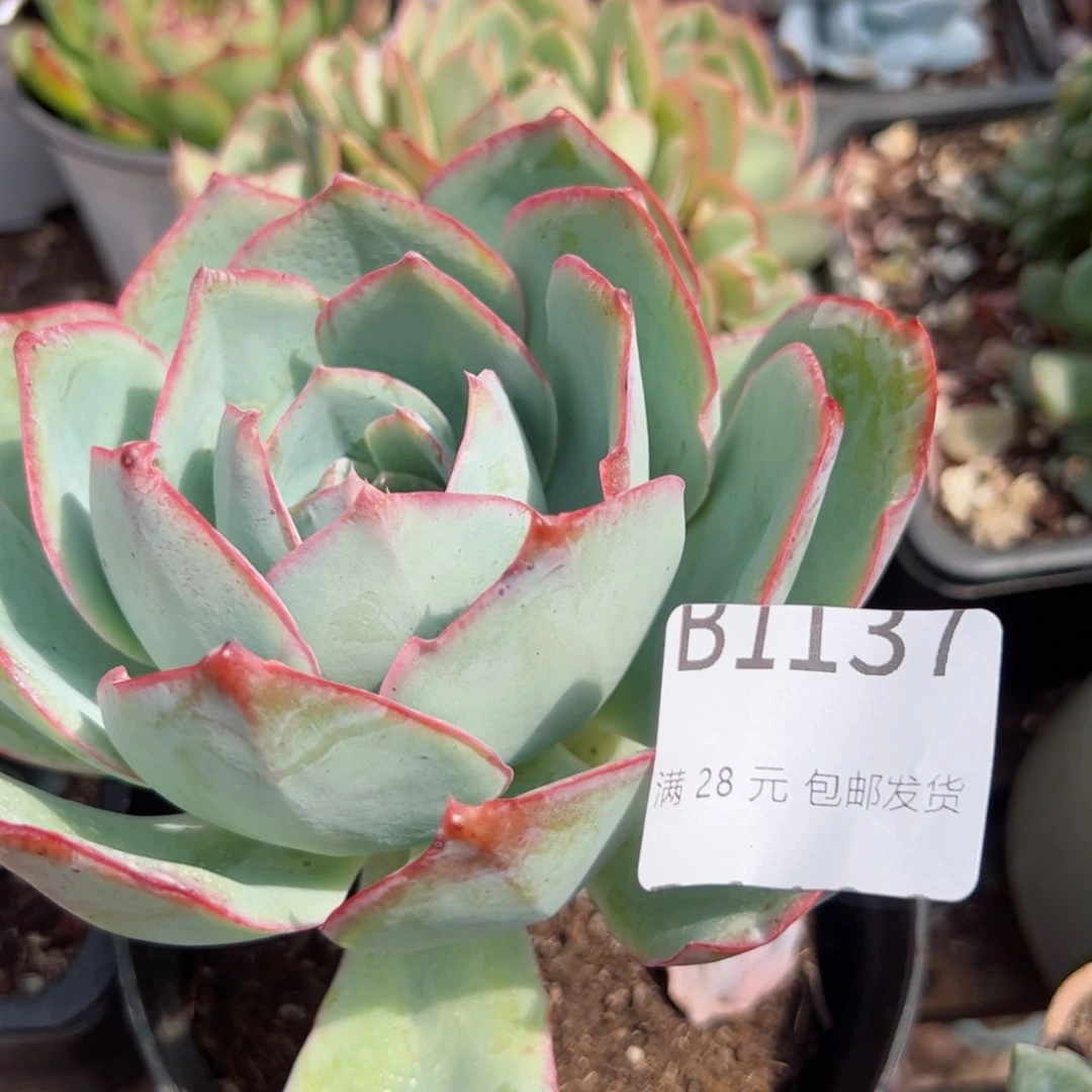 幸运的是我的朋友