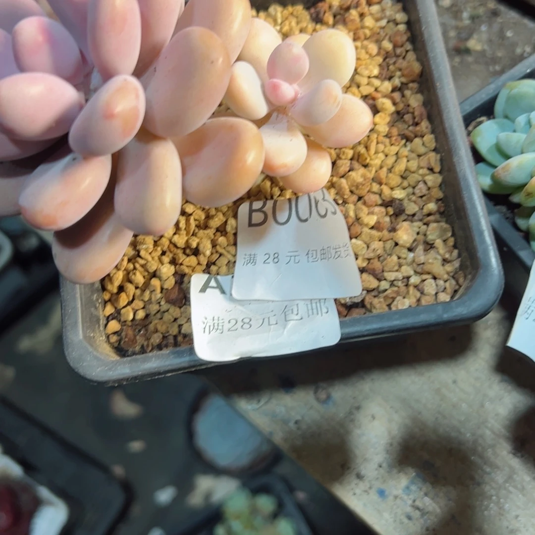 幸运的是我在这里