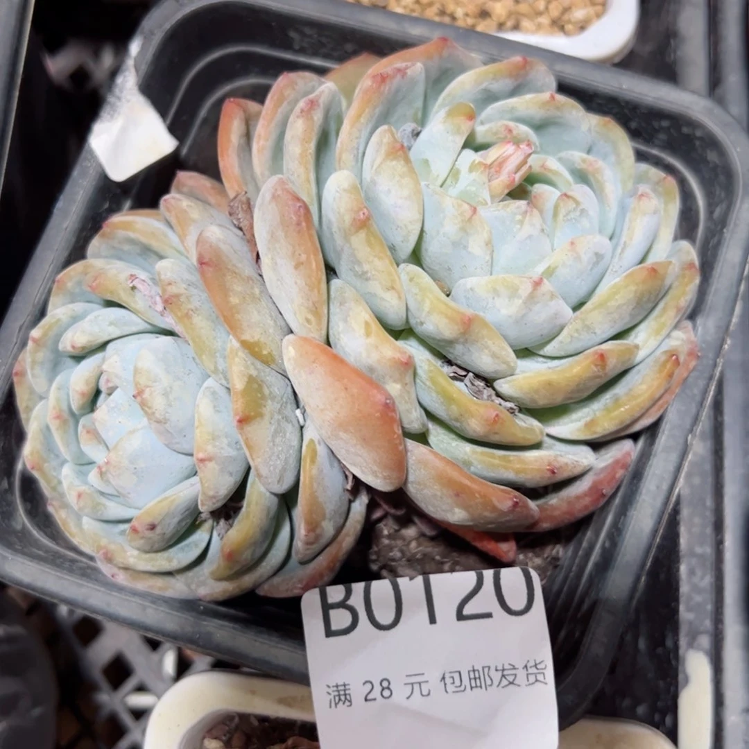 幸运的是我的朋友们一起