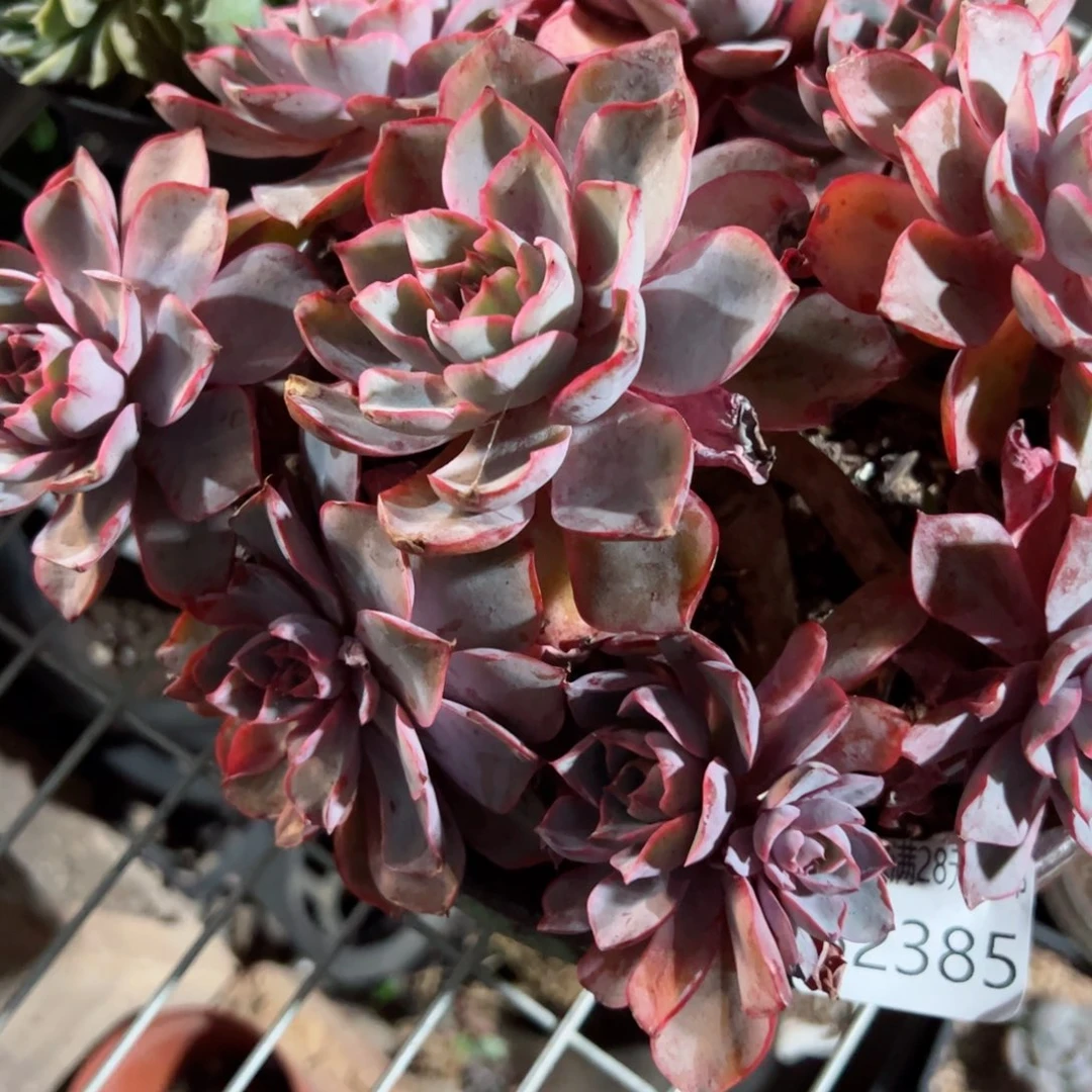 幸运的是我的朋友们