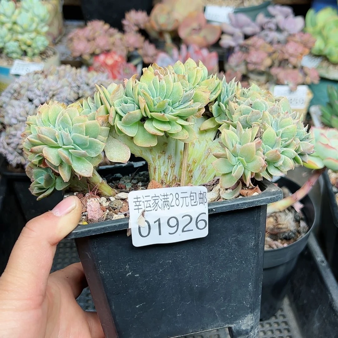 幸运的是我的朋友