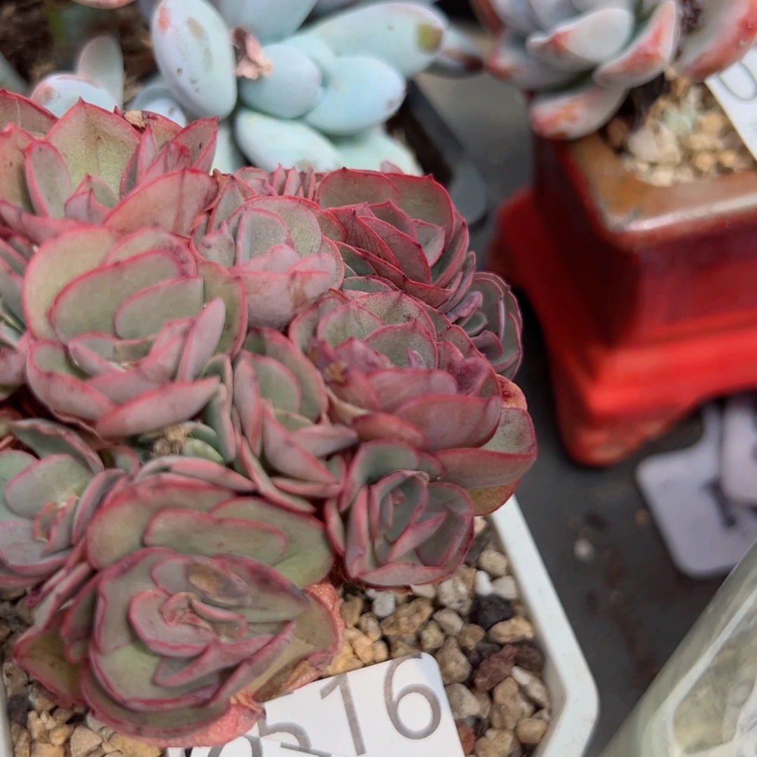 幸运的是我的朋友们