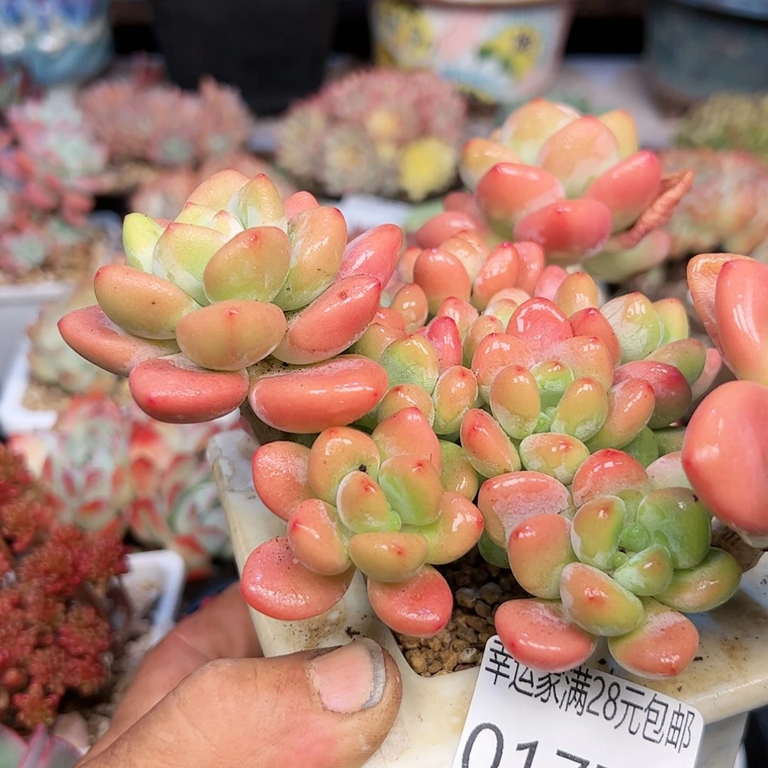 幸运的是我的朋友们