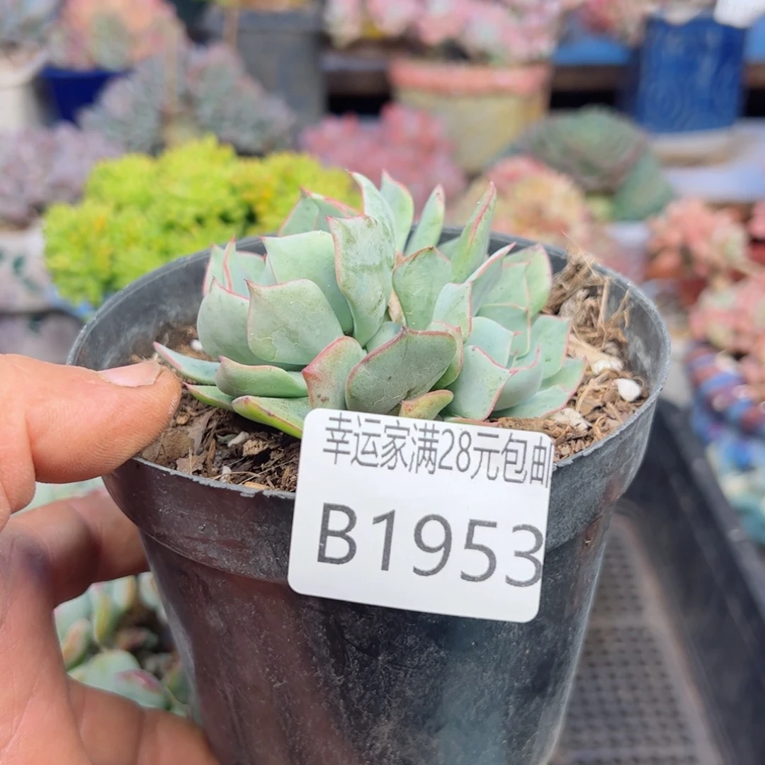 幸运的是我的朋友们