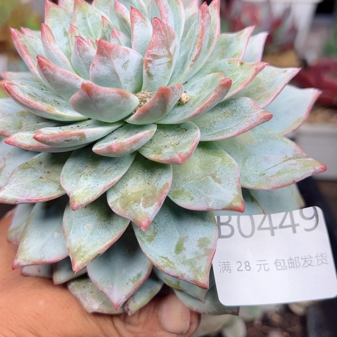 幸运的是我的朋友们