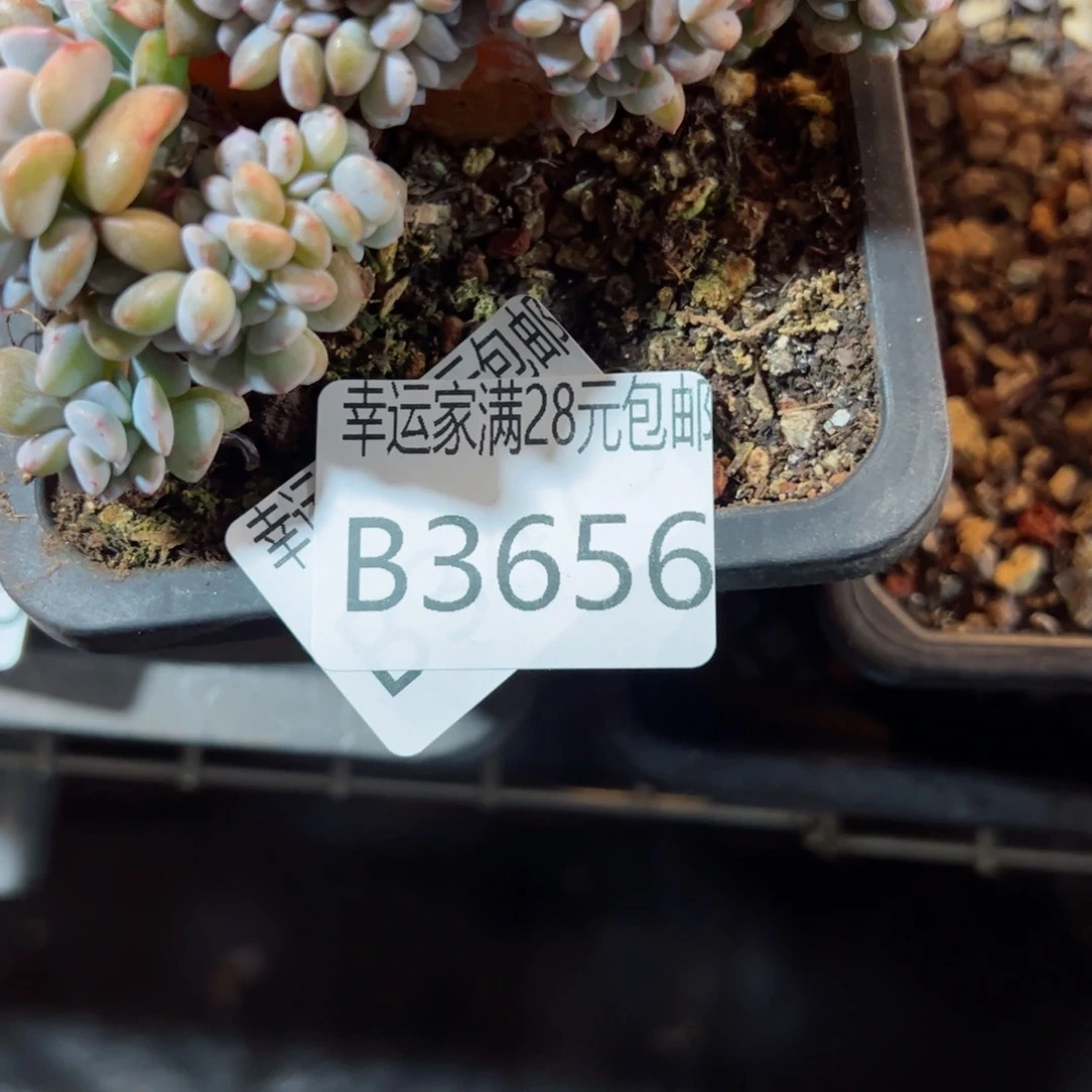 小*子幸运的是我的朋友可以