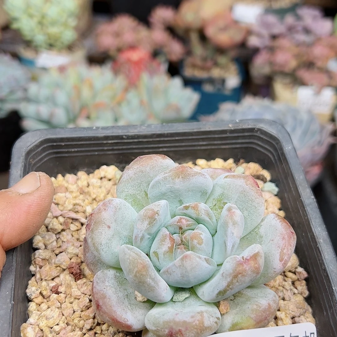 幸运的是我的朋友