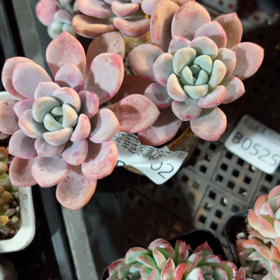 幸运的是我的朋友们