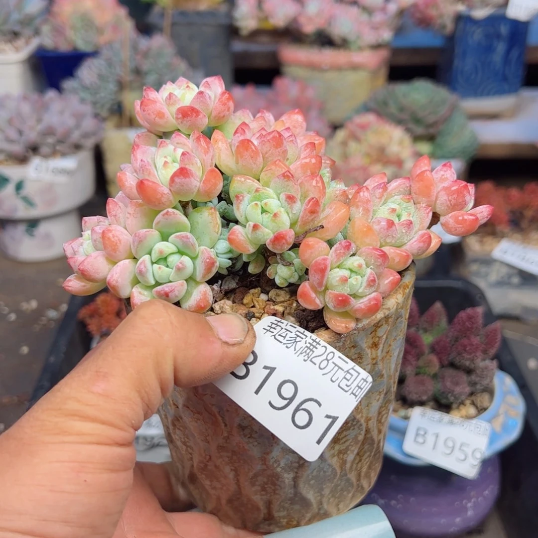 幸运的是我的朋友们