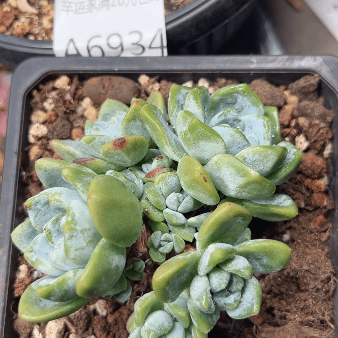 幸运的是我的朋友们都