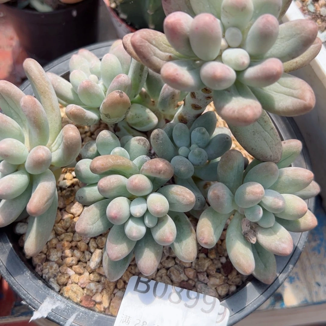 幸运的是我的朋友